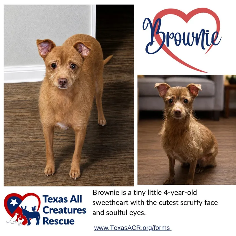 An adult small-sized female Cairn Terrier dog named Brownie for adoption in Alvarado, TX