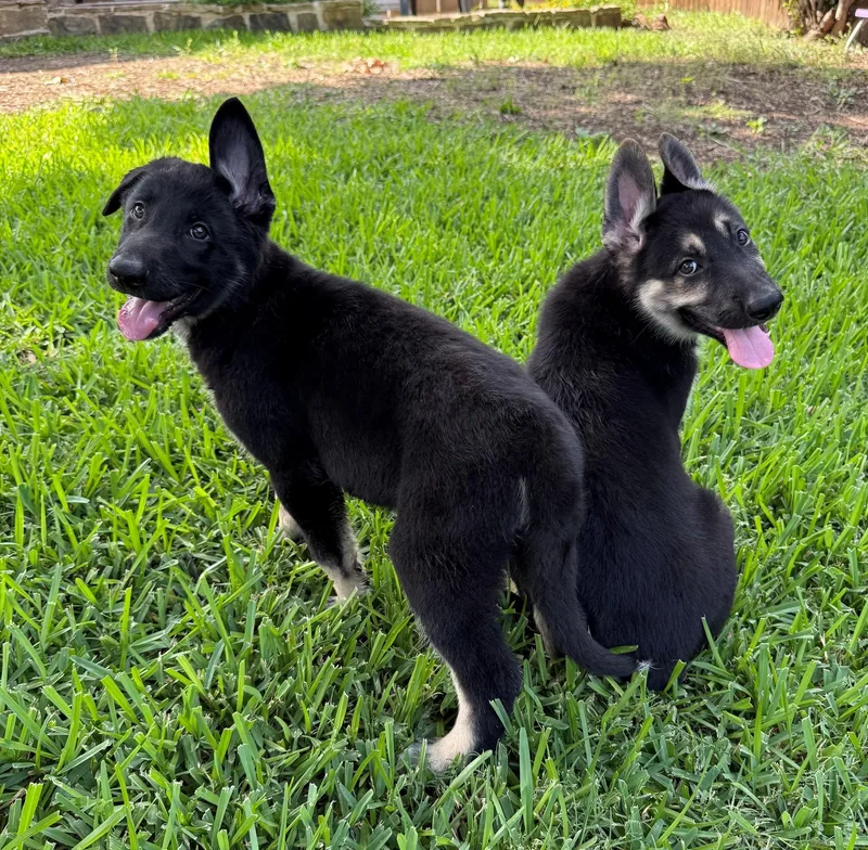 A baby large-sized male German Shepherd Dog dog named Hot Pups   for adoption in Dallas, TX
