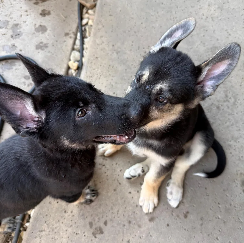 Hot Pups   thumbnail 2