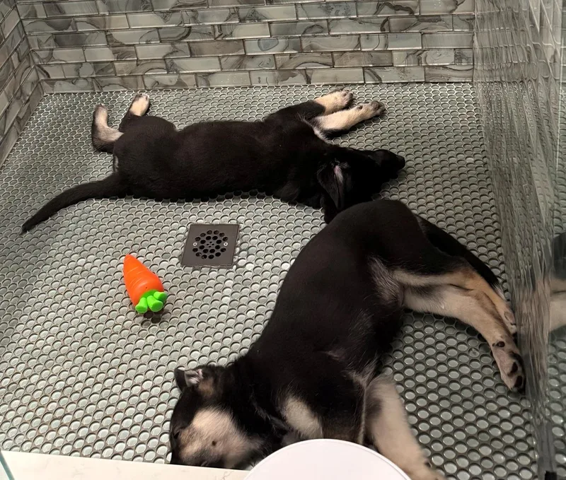 Hot Pups   thumbnail 3