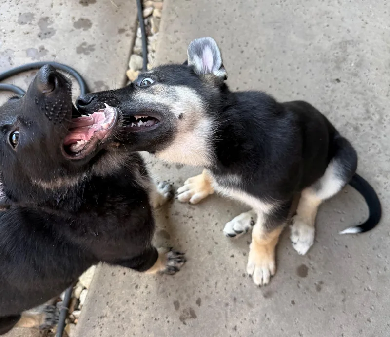 Hot Pups   thumbnail 4