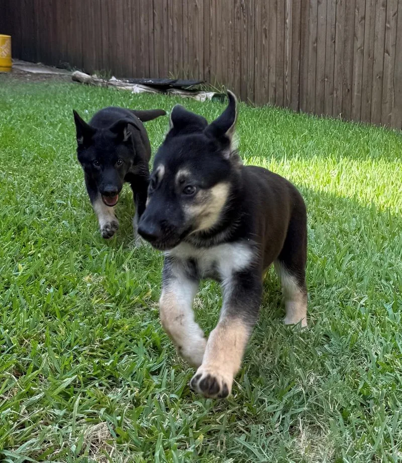 Hot Pups   thumbnail 5