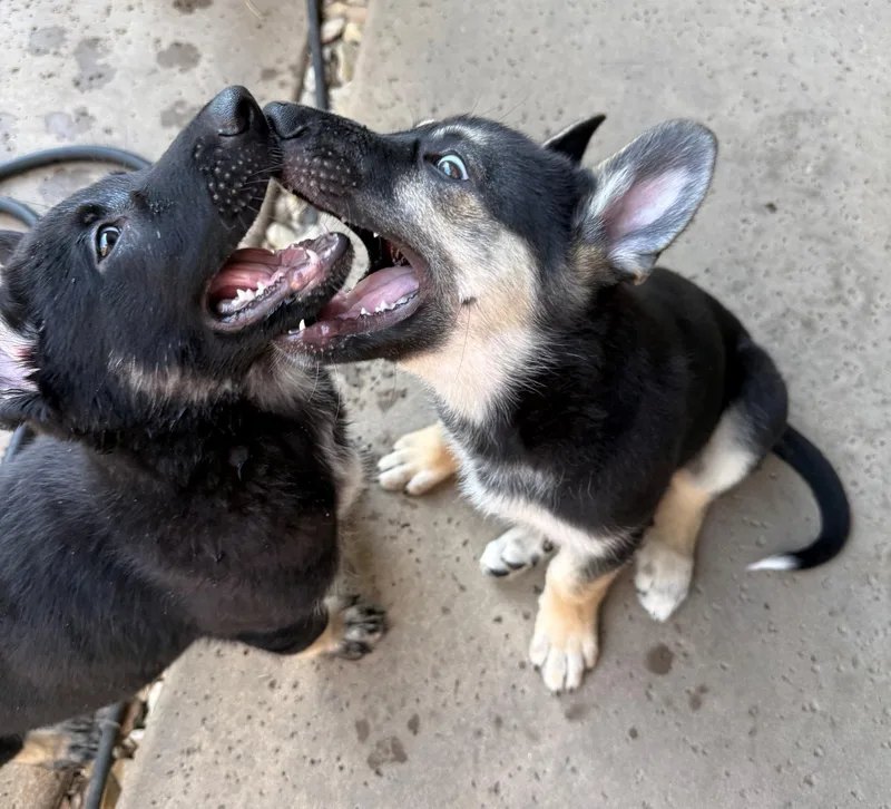 Hot Pups   thumbnail 6