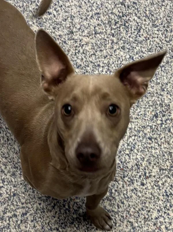 A young medium-sized male Chihuahua dog named Rudy for adoption in Golden, CO