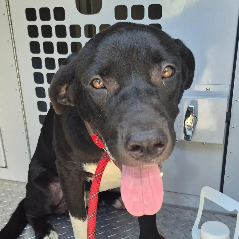An adult medium-sized male Black Mixed Breed dog named Waggin' for adoption in Columbus, GA