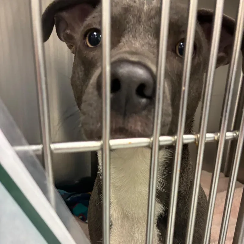 A young medium-sized male Gray / Blue / Silver Pit Bull Terrier dog named Pippen for adoption in Philadelphia, PA