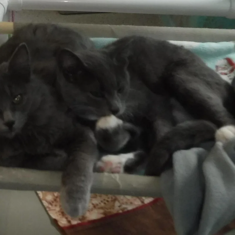 Harper  Sweet & thumbnail 2