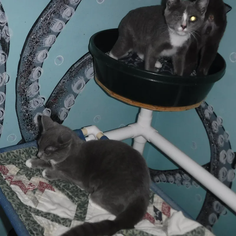 Harper  Sweet & thumbnail 3