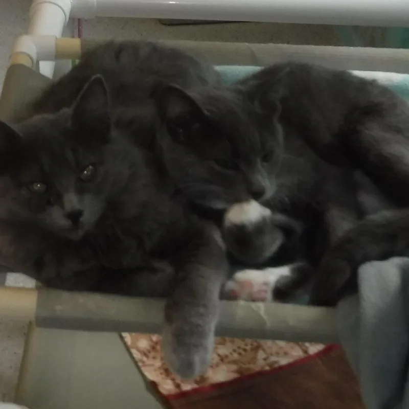 Harper  Sweet & thumbnail 4