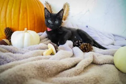 A baby small-sized male Domestic Short Hair cat named Chandler for adoption in Cumming, GA