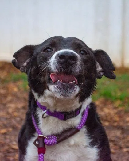 An adult medium-sized male Mixed Breed dog named Median for adoption in Chamblee, GA