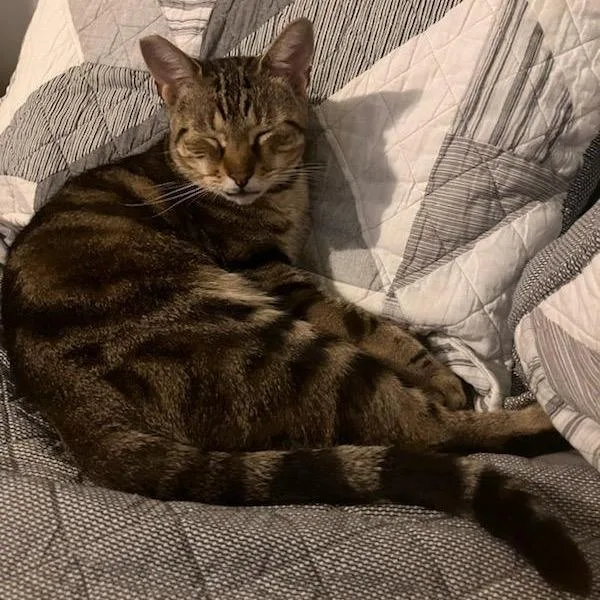 An adult small-sized male Bengal cat named Leo for adoption in Ringtown, PA