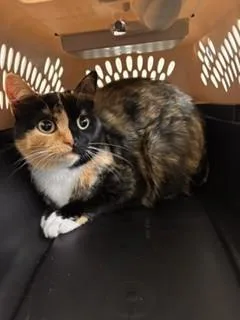 A young medium-sized female Domestic Short Hair cat named Littles for adoption in Lees Summit, MO