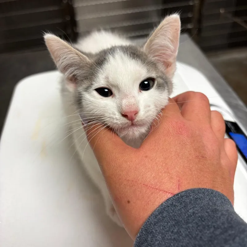 A baby small-sized male Gray / Blue / Silver Domestic Short Hair cat named Enchilada for adoption in Ottawa, KS