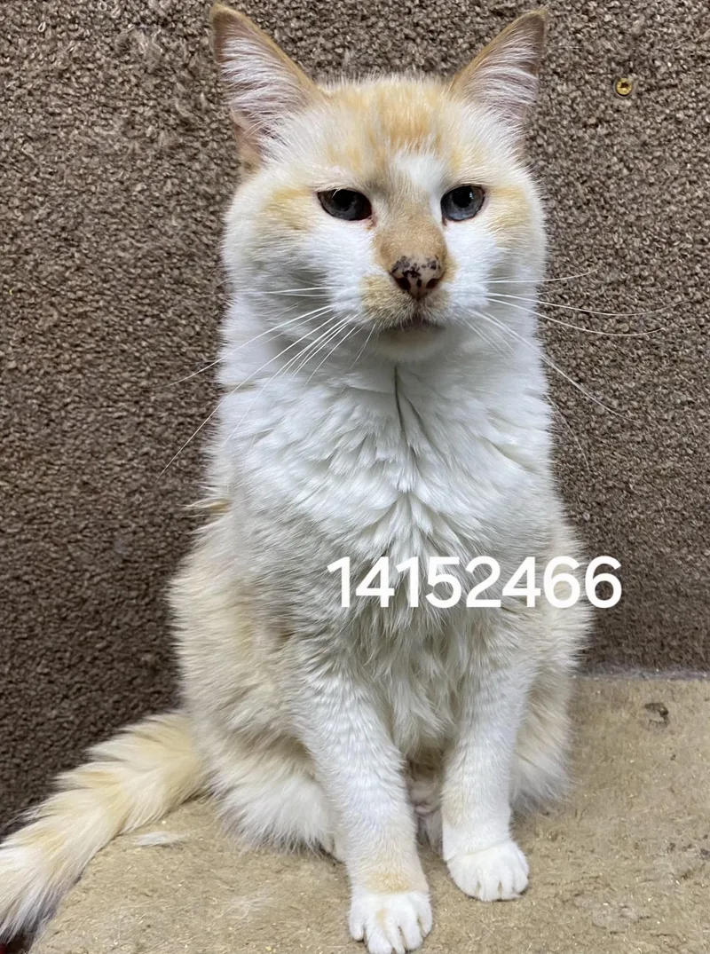 A senior large-sized female Siamese cat named 14152466 for adoption in Lees Summit, MO
