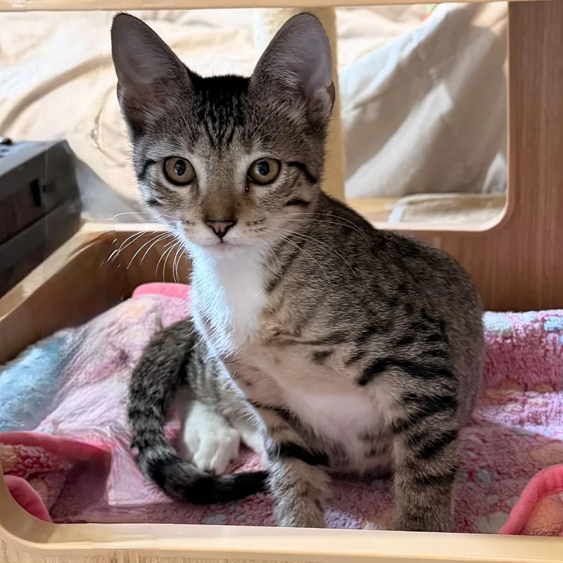 A baby medium-sized male Domestic Short Hair cat named Levi for adoption in Austin, TX