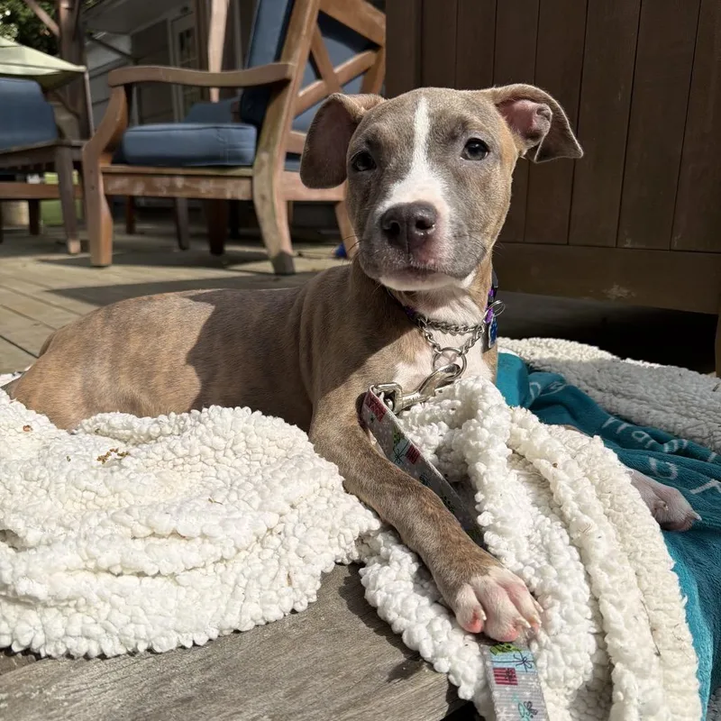 A young medium-sized female Pit Bull Terrier dog named Skye for adoption in Medford, NY