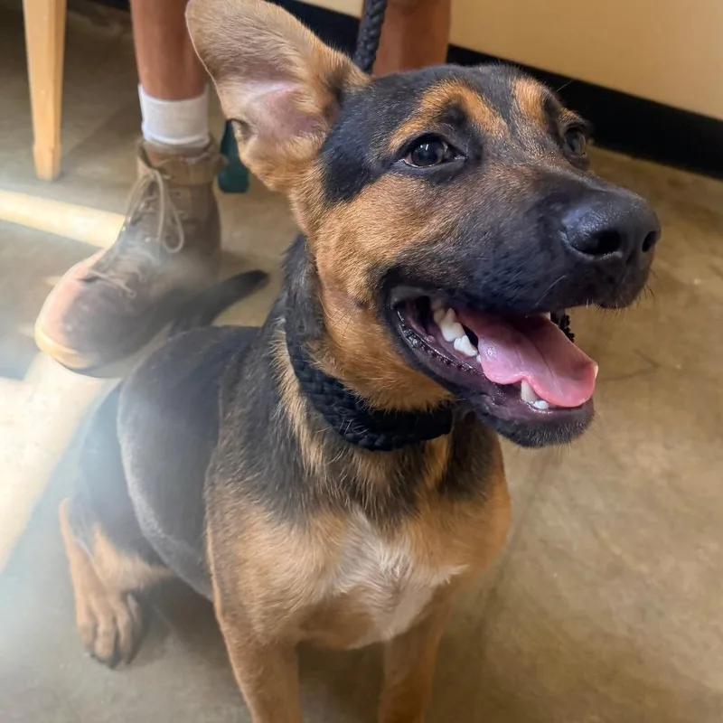 A baby medium-sized male Black Mixed Breed dog named Obid for adoption in Corinth, MS