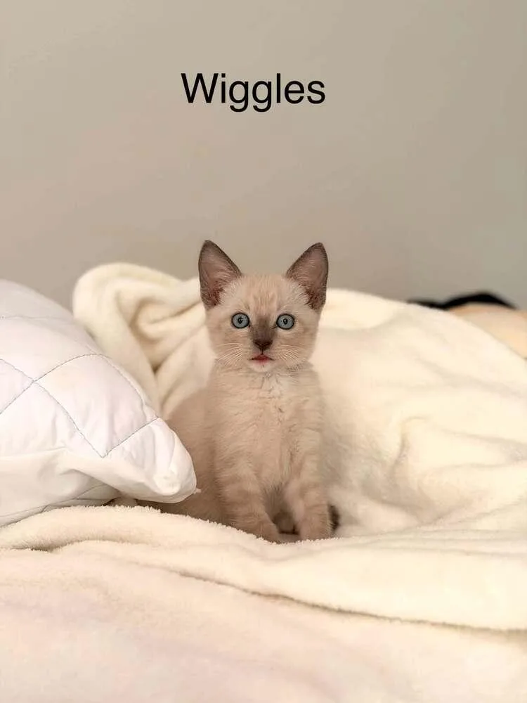 A baby small-sized male Siamese cat named Shishito for adoption in Austin, TX