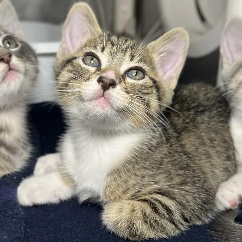 A baby small-sized male Brown / Chocolate Domestic Short Hair cat named Goblin for adoption in Palm Springs, CA