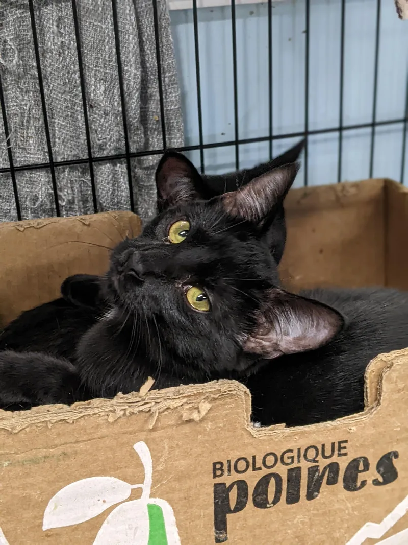 Paintbrush thumbnail 2