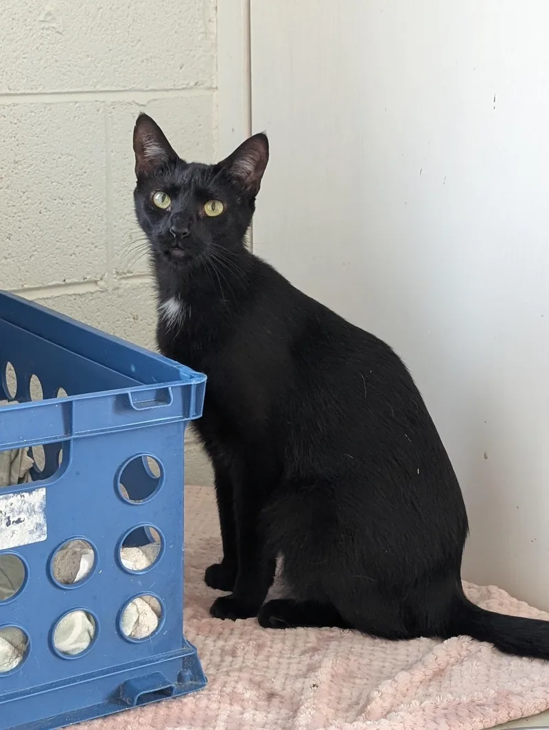 Paintbrush thumbnail 3