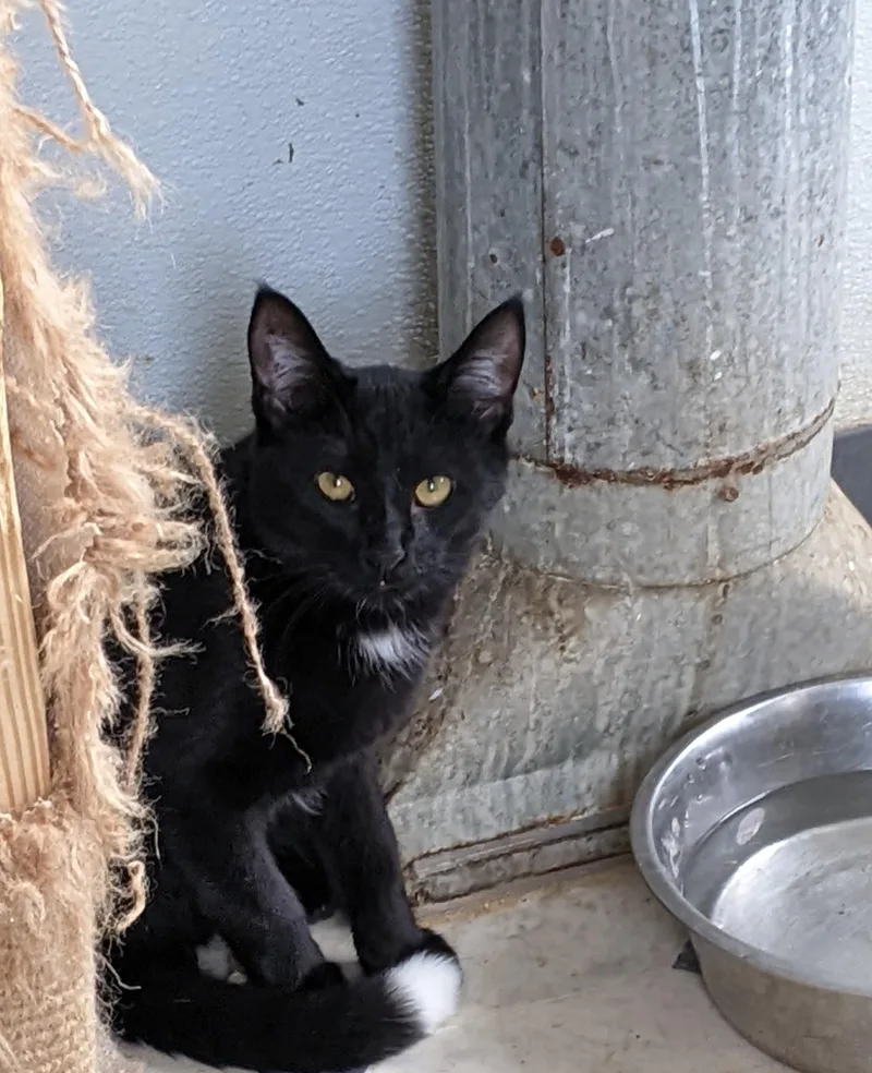 Paintbrush thumbnail 5