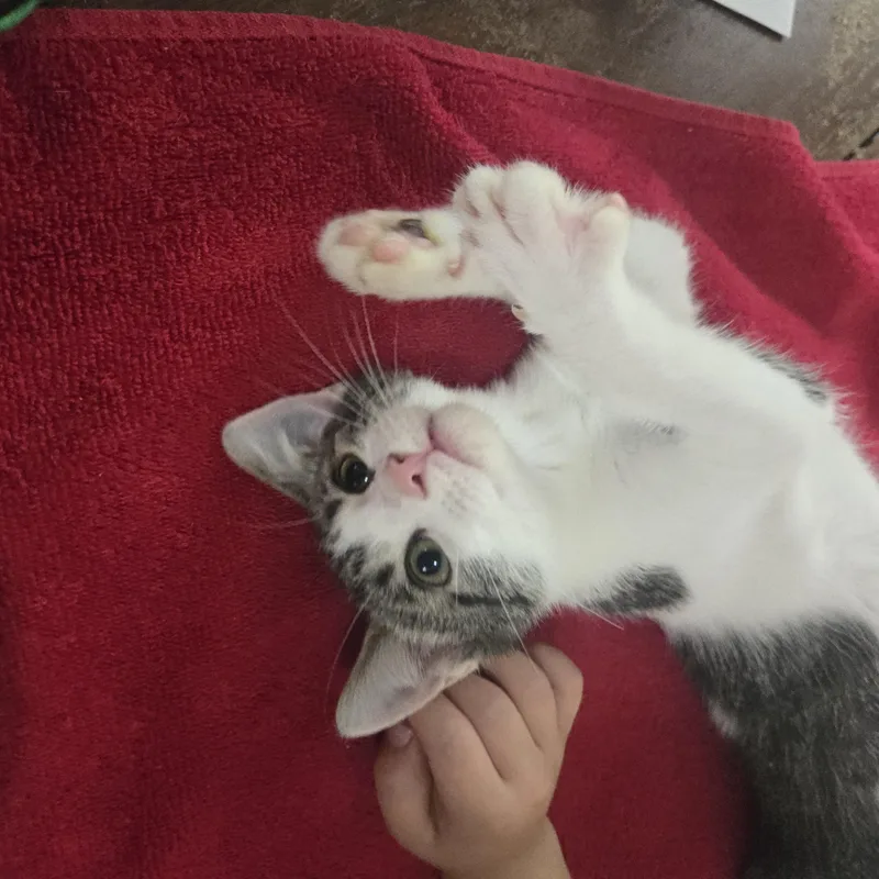 A baby small-sized male Tabby (Brown / Chocolate) Domestic Short Hair cat named Anakin for adoption in Sedalia, MO