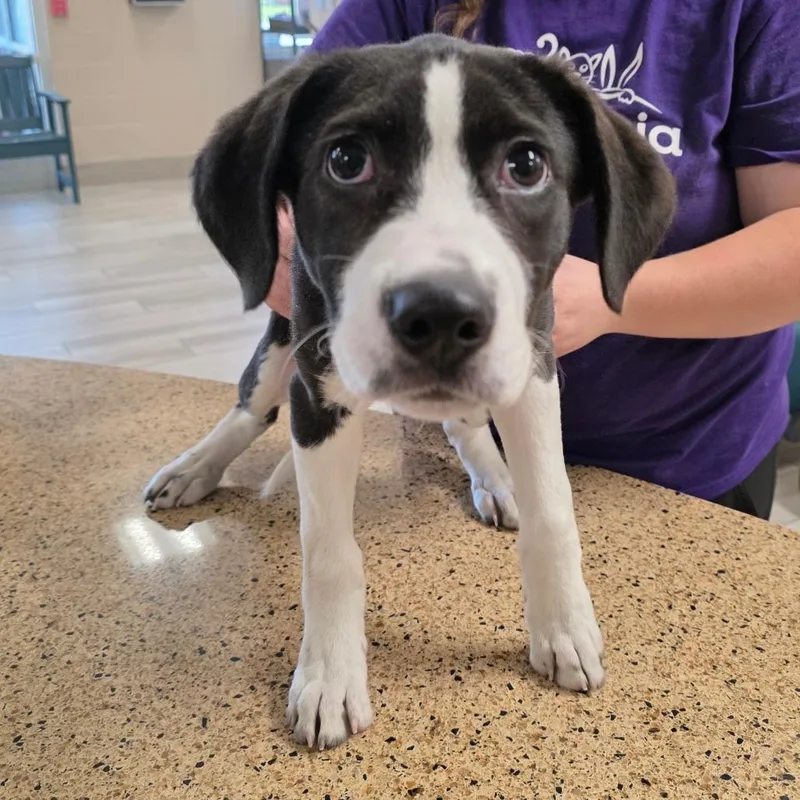 A baby small-sized male Black Labrador Retriever dog named Cayce for adoption in Chatham, VA