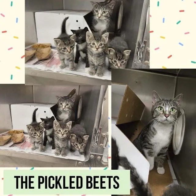 Sweet Potato