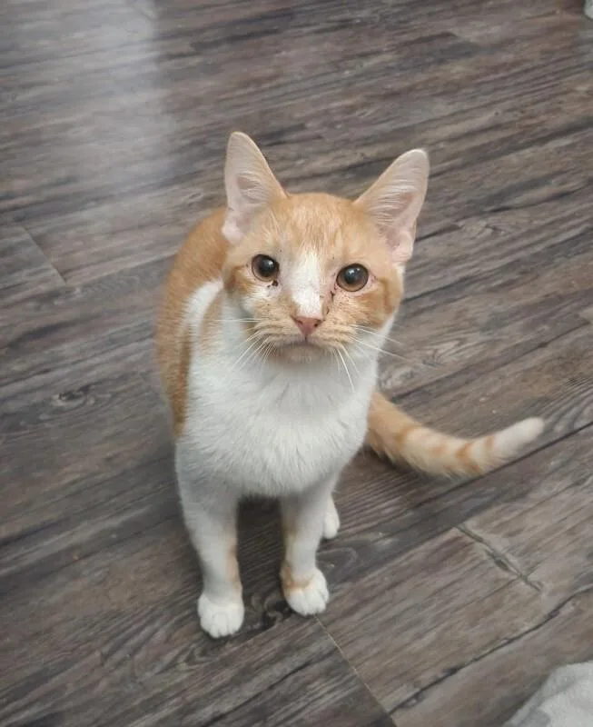 An adult medium-sized male Orange / Red Domestic Short Hair cat named Mark Greene for adoption in Grand Rapids, MI