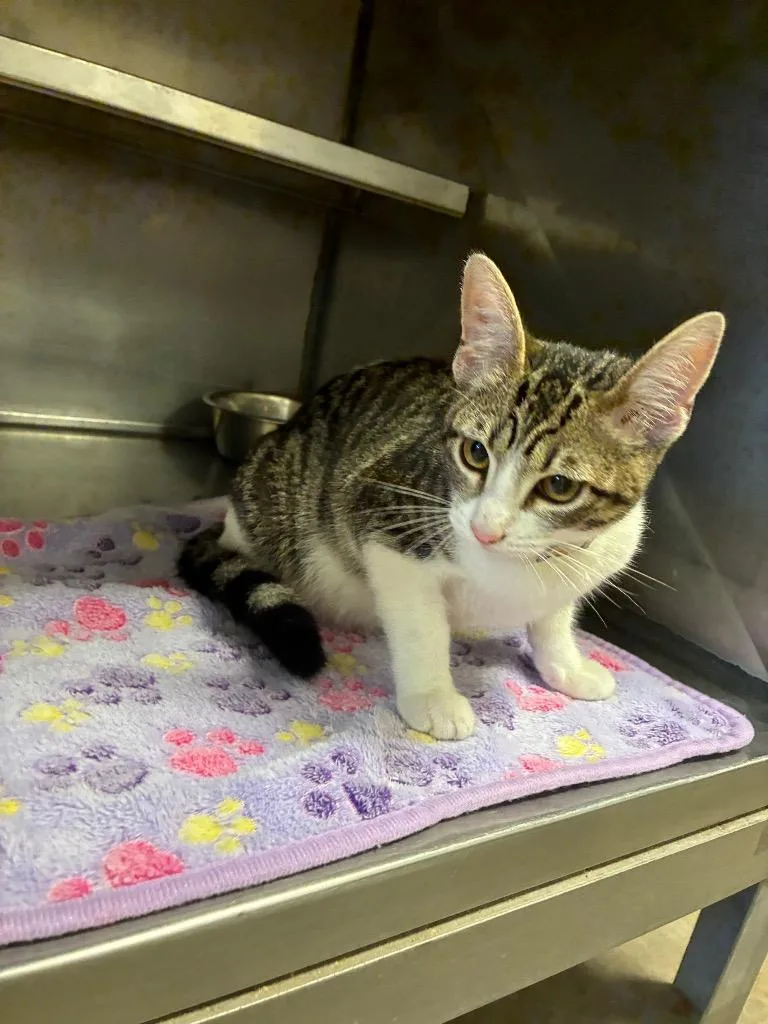 A baby medium-sized female Domestic Short Hair cat named Olive for adoption in Bossier City, LA