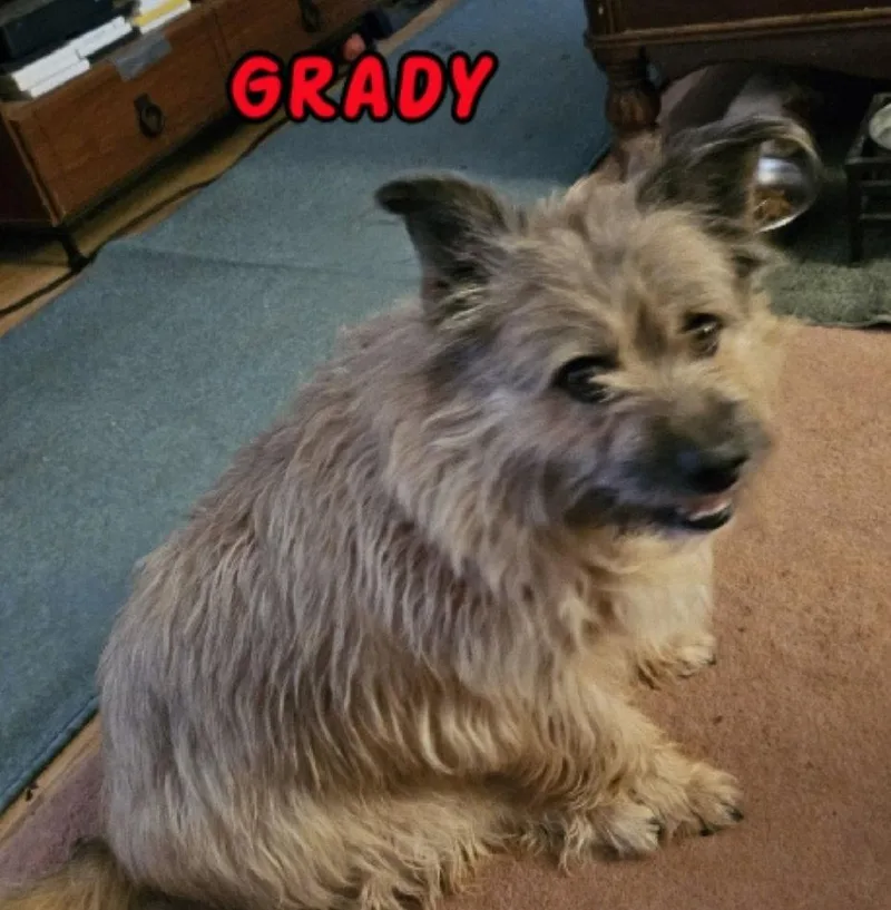 A senior small-sized male Terrier dog named Grady  My Home for adoption in Rustburg, VA