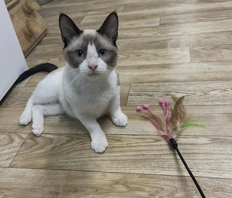 A baby small-sized female Siamese cat named Mali for adoption in O'Fallon, MO