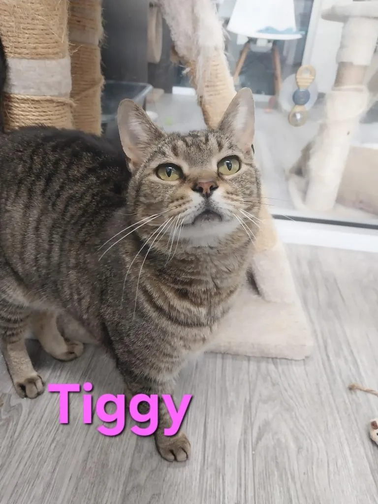 A senior medium-sized male Domestic Short Hair cat named Tiggy for adoption in Leonardtown, MD