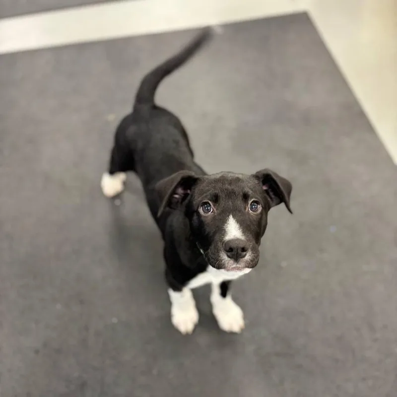 A baby small-sized male Black Mixed Breed dog named Bodhi for adoption in Wantagh, NY