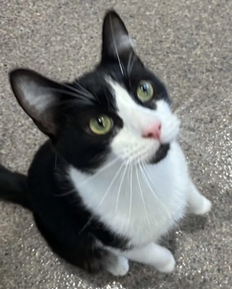 A young medium-sized male Domestic Short Hair cat named Precious for adoption in Sault Sainte Marie, MI