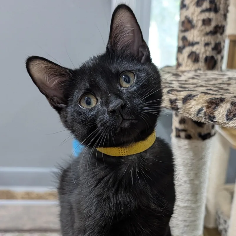 A young medium-sized male Domestic Short Hair cat named Ferarro for adoption in Honeoye, NY