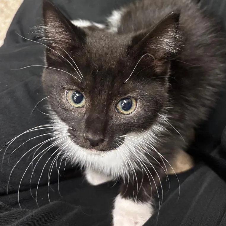 A baby small-sized female Black Domestic Short Hair cat named Boots for adoption in Bristol, IN
