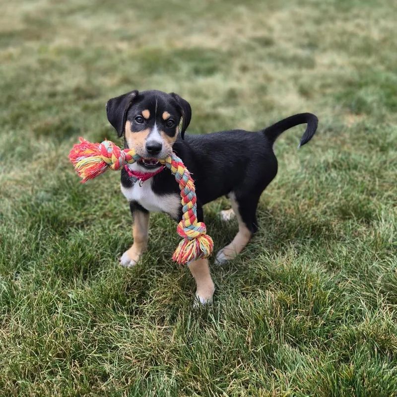 A baby small-sized male Black Mixed Breed dog named Gabe for adoption in Woodstock, IL