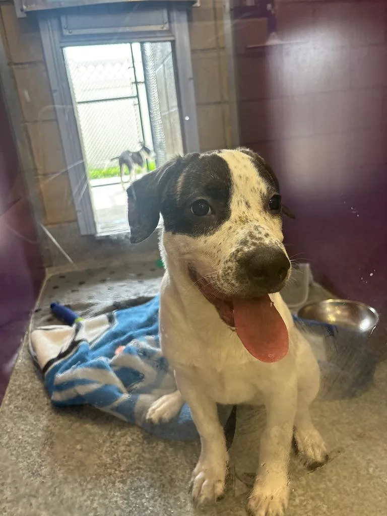 A baby large-sized female Labrador Retriever dog named Prudence for adoption in Greenfield, IN