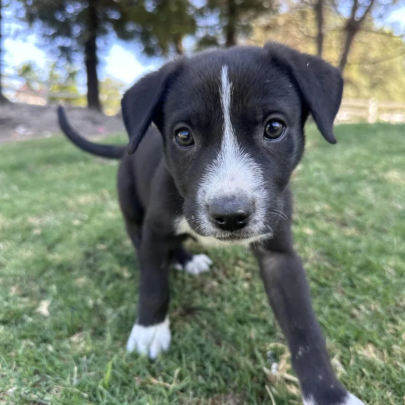 A baby medium-sized female Black Border Collie dog named Wednesday for adoption in Arroyo Grande, CA