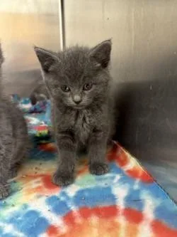 A baby medium-sized female Gray & White Domestic Short Hair cat named Ash for adoption in Black River Falls, WI