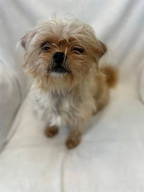 A young small-sized female Shih Tzu dog named Dorothy for adoption in Forney, TX