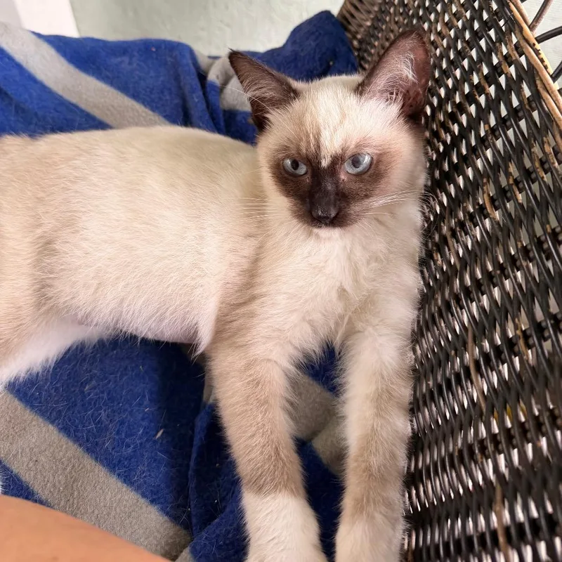 A baby small-sized female Siamese cat named Little Miss for adoption in Volcano, HI