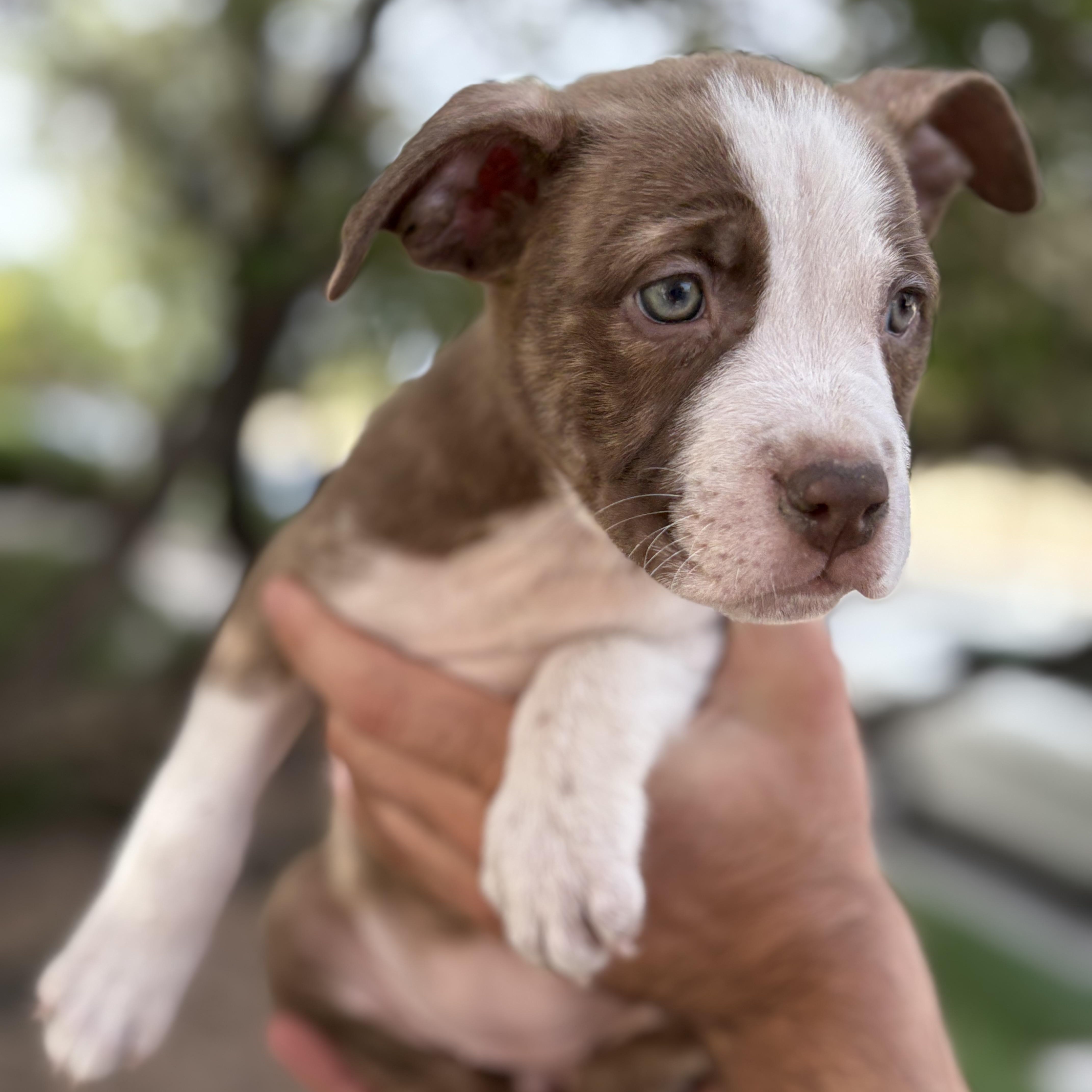 A baby medium-sized female Pit Bull Terrier dog named Valorie for adoption in Henderson, NV