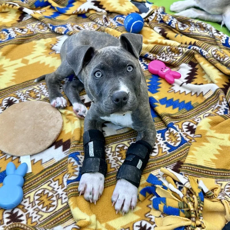 A baby medium-sized female Gray / Blue / Silver Mixed Breed dog named Blue Belle for adoption in St. Charles, MO