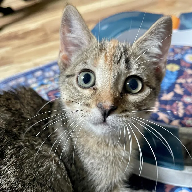 A baby small-sized female Torbie Domestic Short Hair cat named Apato C for adoption in Minnetonka, MN