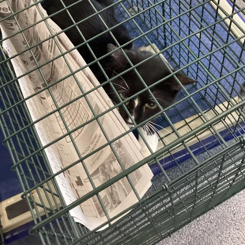 A young small-sized female Domestic Short Hair cat named Carmichaela for adoption in Montgomery, AL