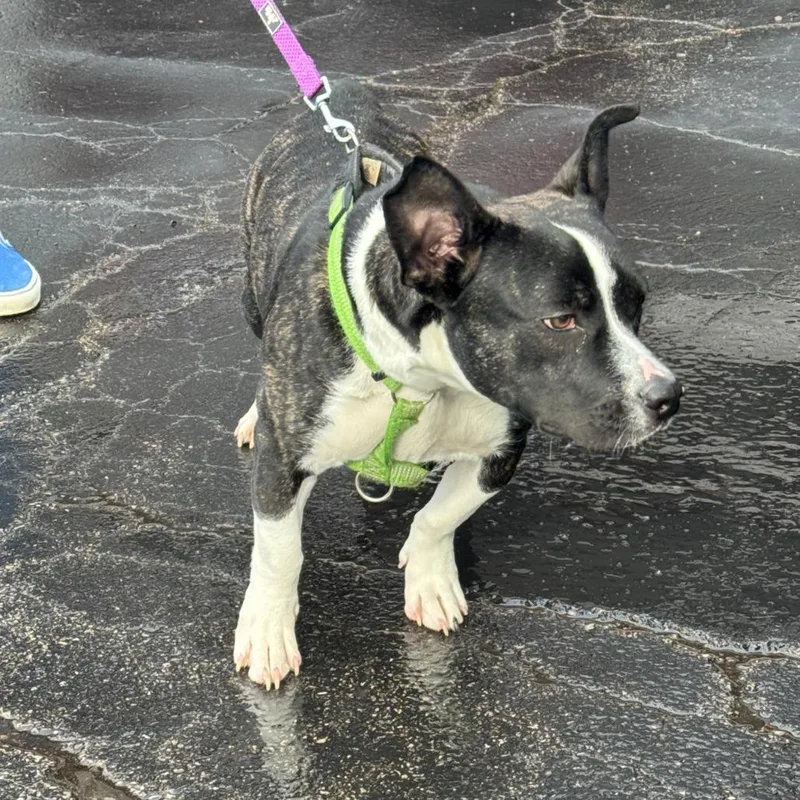 A baby small-sized male Black Basset Hound dog named Pip for adoption in St. Louis, MO